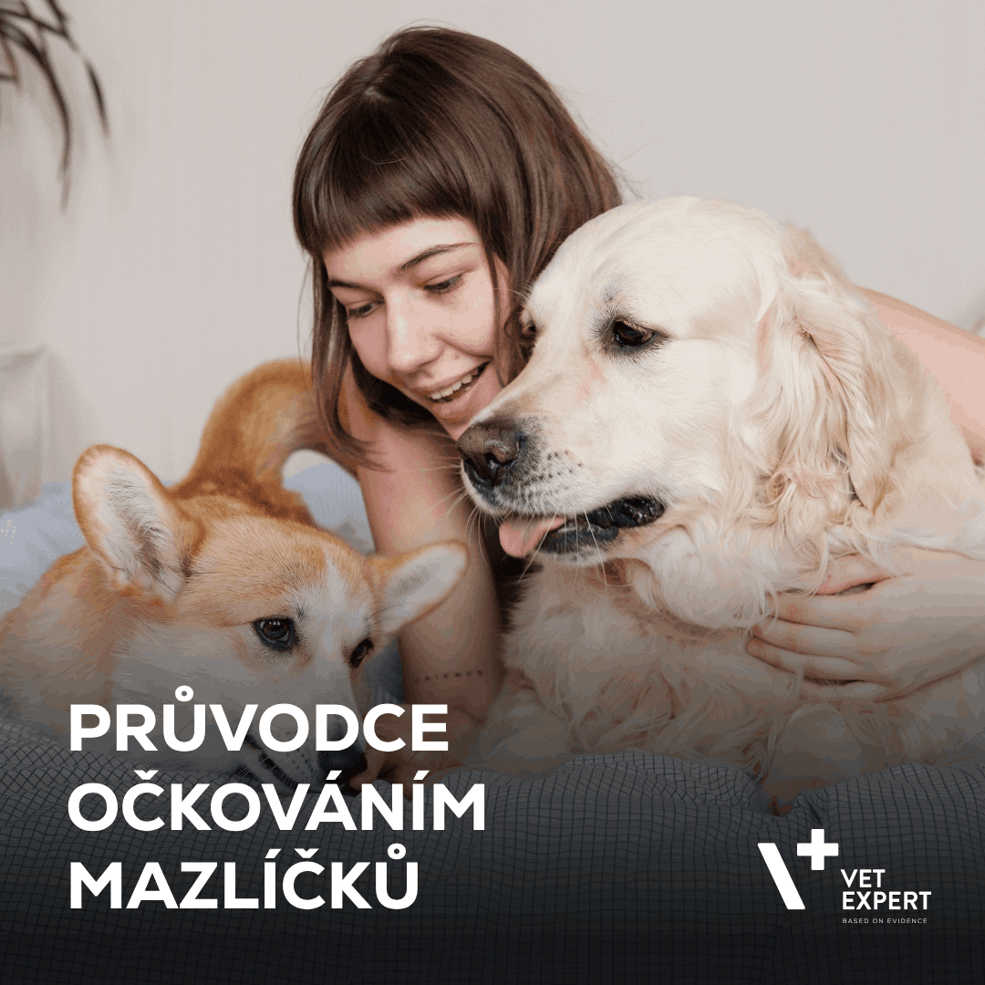 Očkování mazlíčků: Průvodce druhy očkování, benefity a rizika